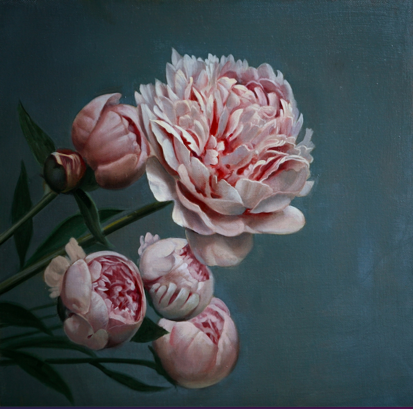 Pivoines