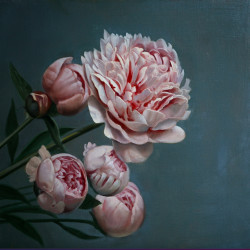 Pivoines