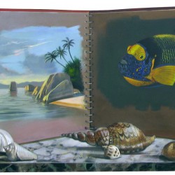 SOLNO_CoquillagesSeychelles_o