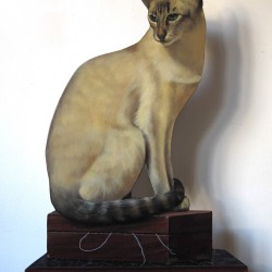 Sa majesté le chat - abyssin
