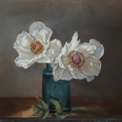 Pivoines arbustives